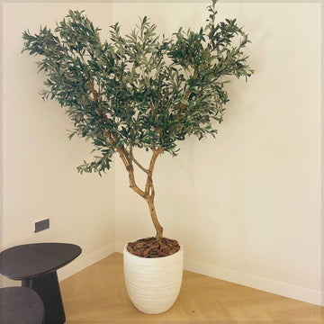 6PCS Indoor Olive Tree Elegance for display purposes only (non-sale)