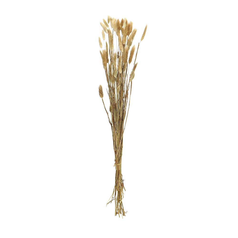 ذيل الأرنب المجفف المحفوظ (بدون مزهرية)