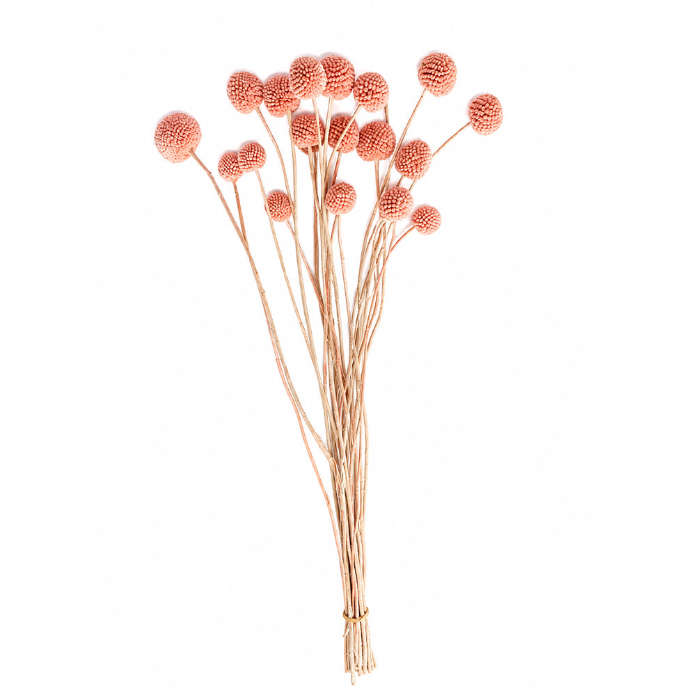 Natural Dried Billy Ball Flower Bunch ( only flower)