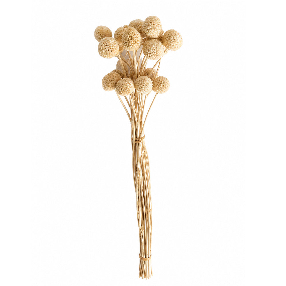 Natural Dried Billy Ball Flower Bunch ( only flower)