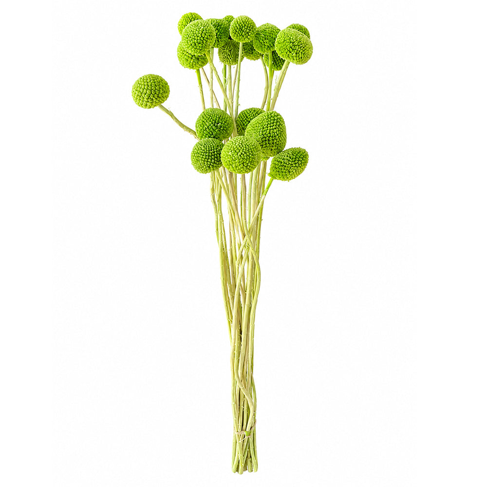 Natural Dried Billy Ball Flower Bunch ( only flower)