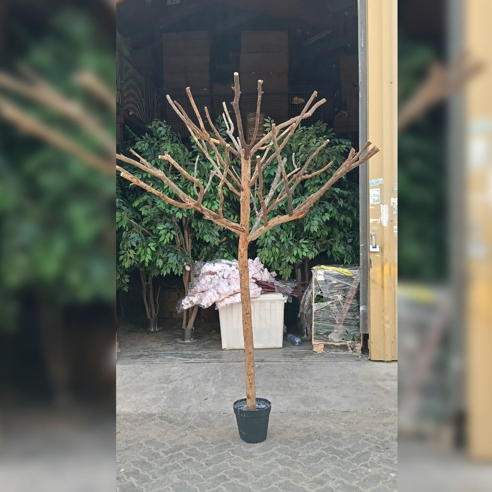 جمال متفتح: شجرة أزهار الكرز الوردية في أجواء حضرية للعرض فقط (غير معروض للبيع)