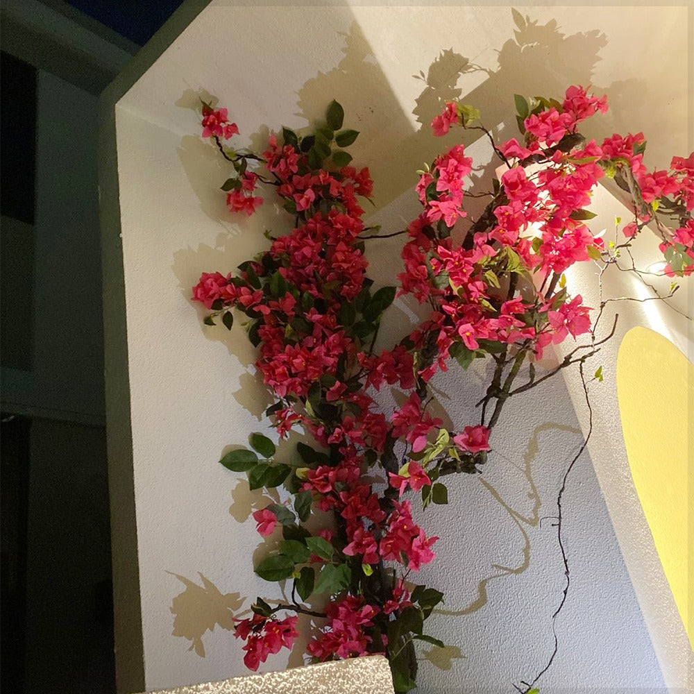 بوغنفيليا متفتحة فوق نافذة للعرض فقط (غير معروض للبيع)