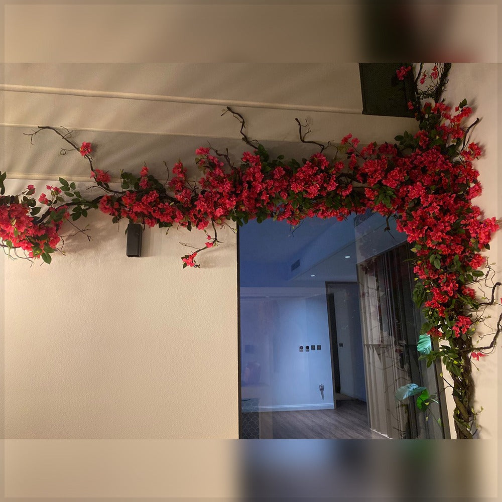 بوغنفيليا متفتحة فوق نافذة للعرض فقط (غير معروض للبيع)