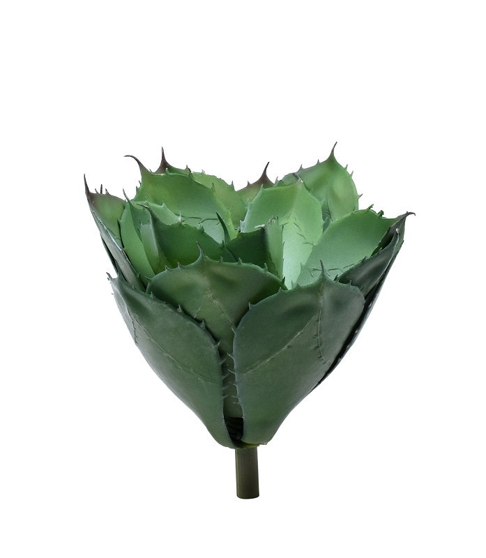 نباتات أغاف أتينواتا العصارية الصناعية