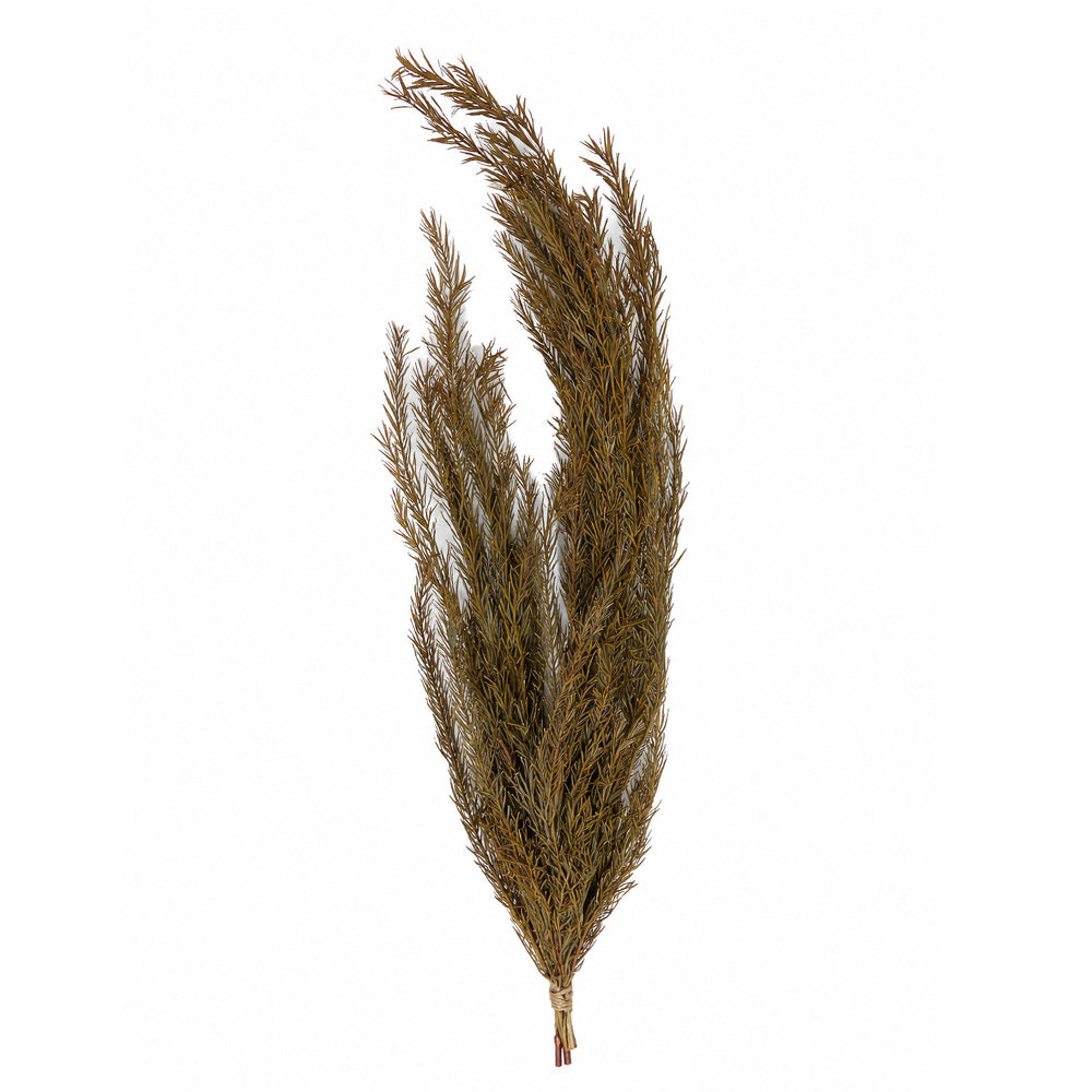 Natural Dried Needle Leaf Stems(vase not included)