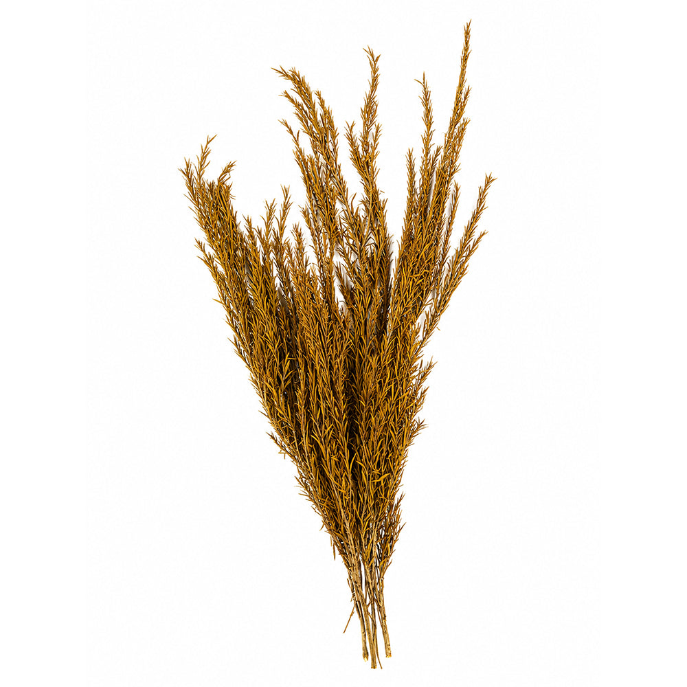 Natural Dried Needle Leaf Stems(vase not included)