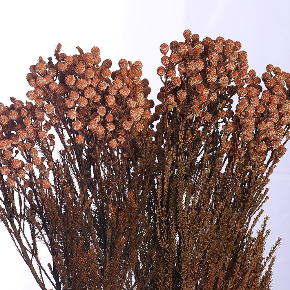 باقة واحدة من الزهور المجففة المحفوظة (بدون مزهرية)