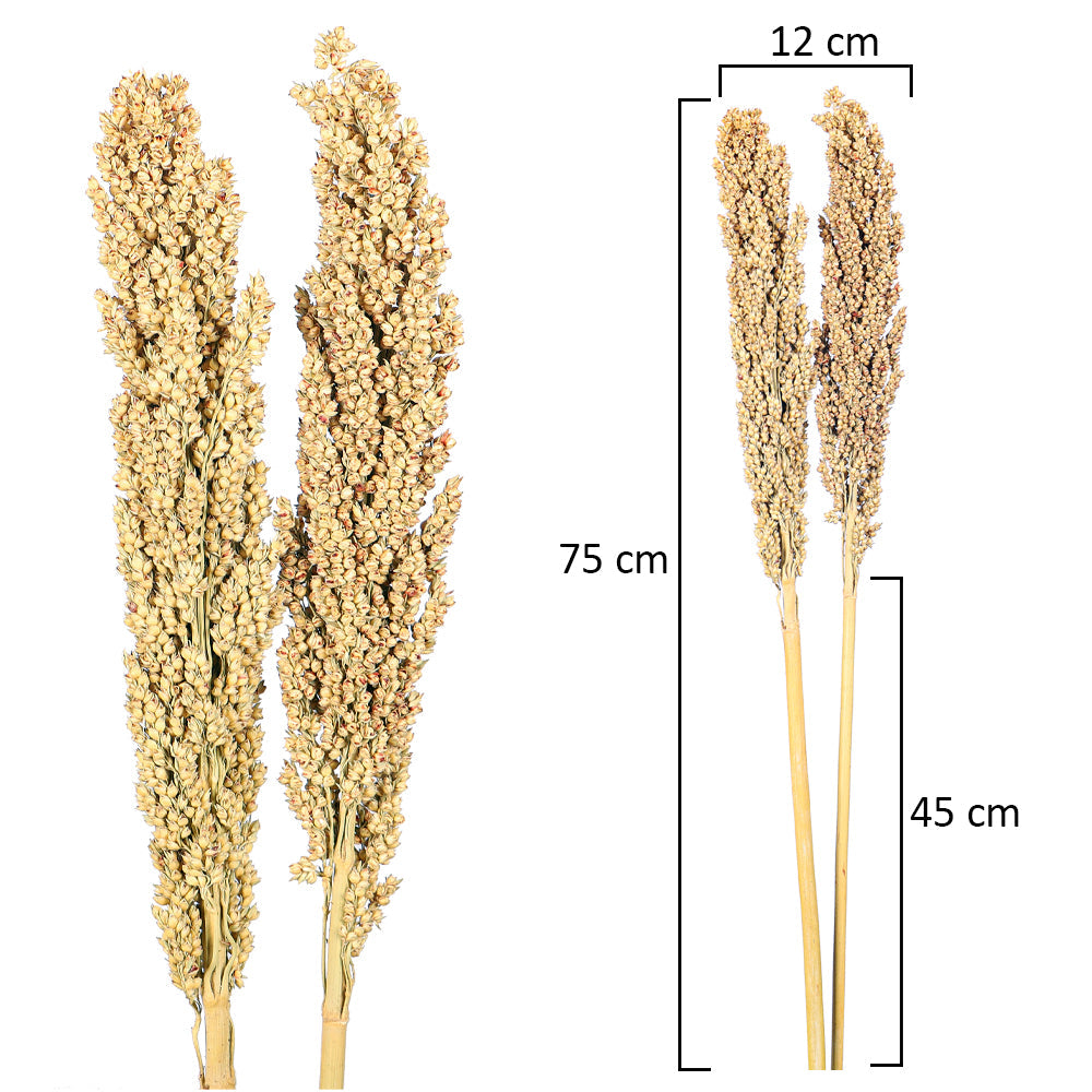 ساق واحدة من زهرة الذرة الرفيعة المجففة الطبيعية (بدون مزهرية)