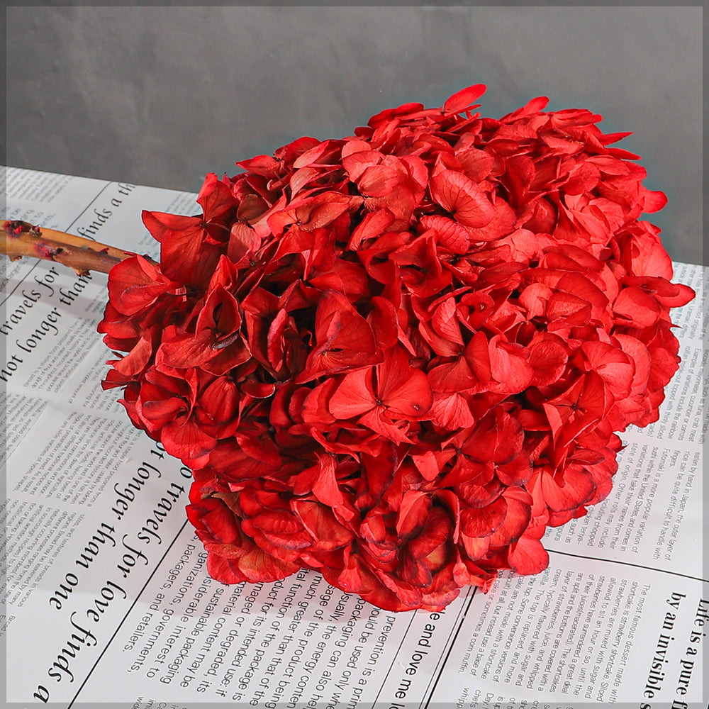 زهرة كوبية محفوظة (بدون مزهرية)