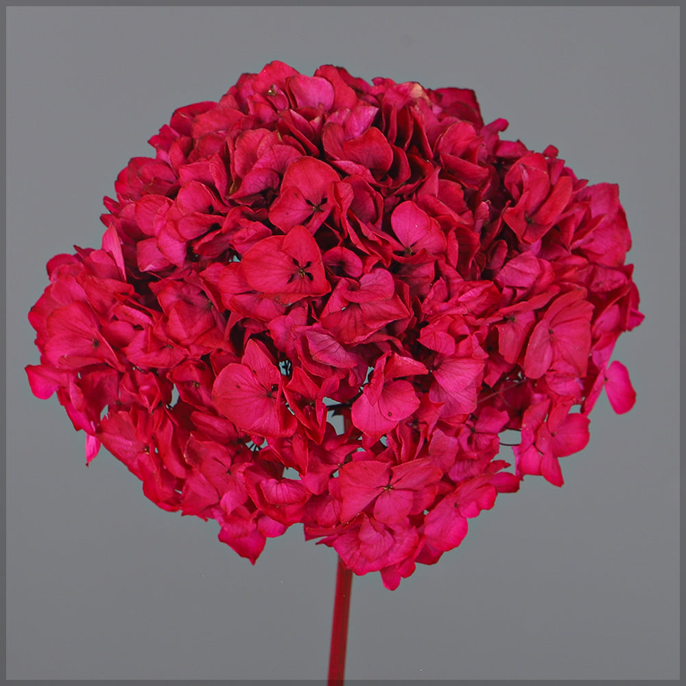 زهرة كوبية محفوظة (بدون مزهرية)