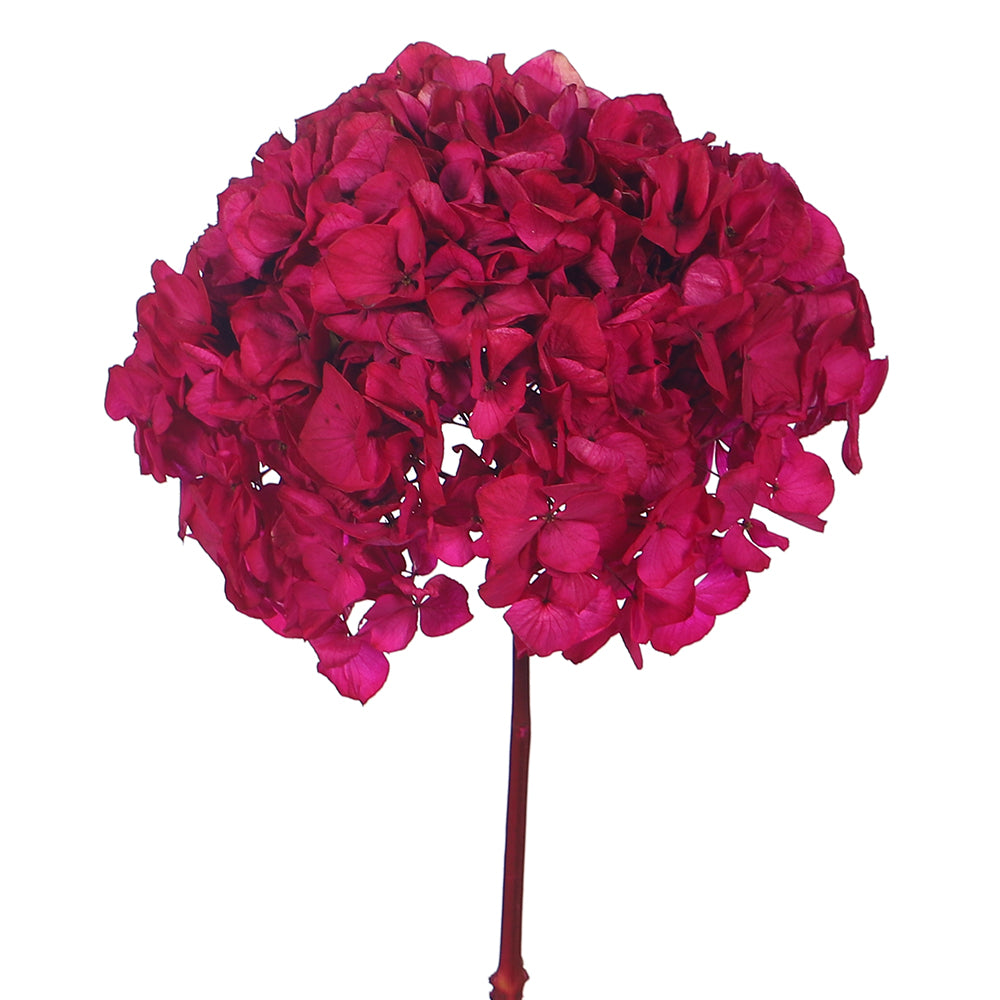 زهرة كوبية محفوظة (بدون مزهرية)