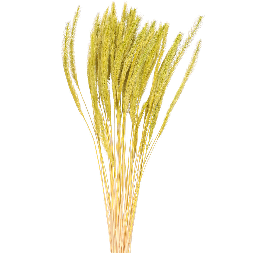 زهرة عشب السيتاريا المجففة المحفوظة (بدون مزهرية)