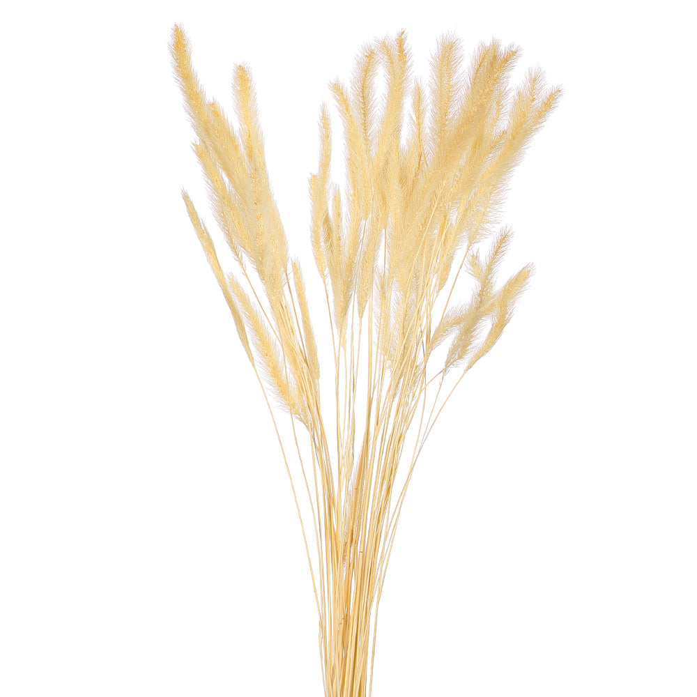 زهرة عشب السيتاريا المجففة المحفوظة (بدون مزهرية)