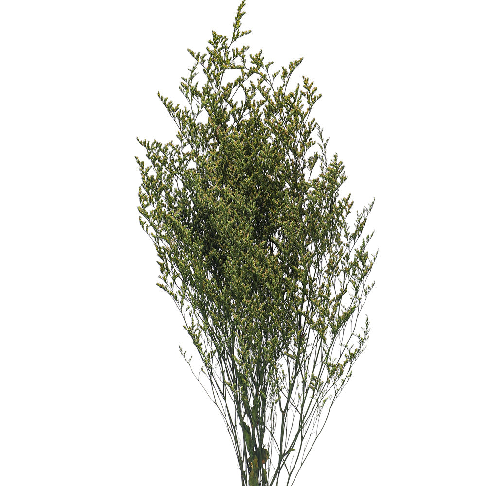 زهور الكاسبيا المجففة المحفوظة (بدون مزهرية)