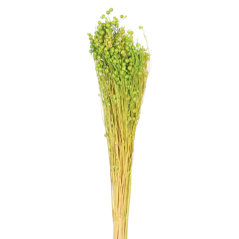 عشب الكتان المجفف طبيعياً