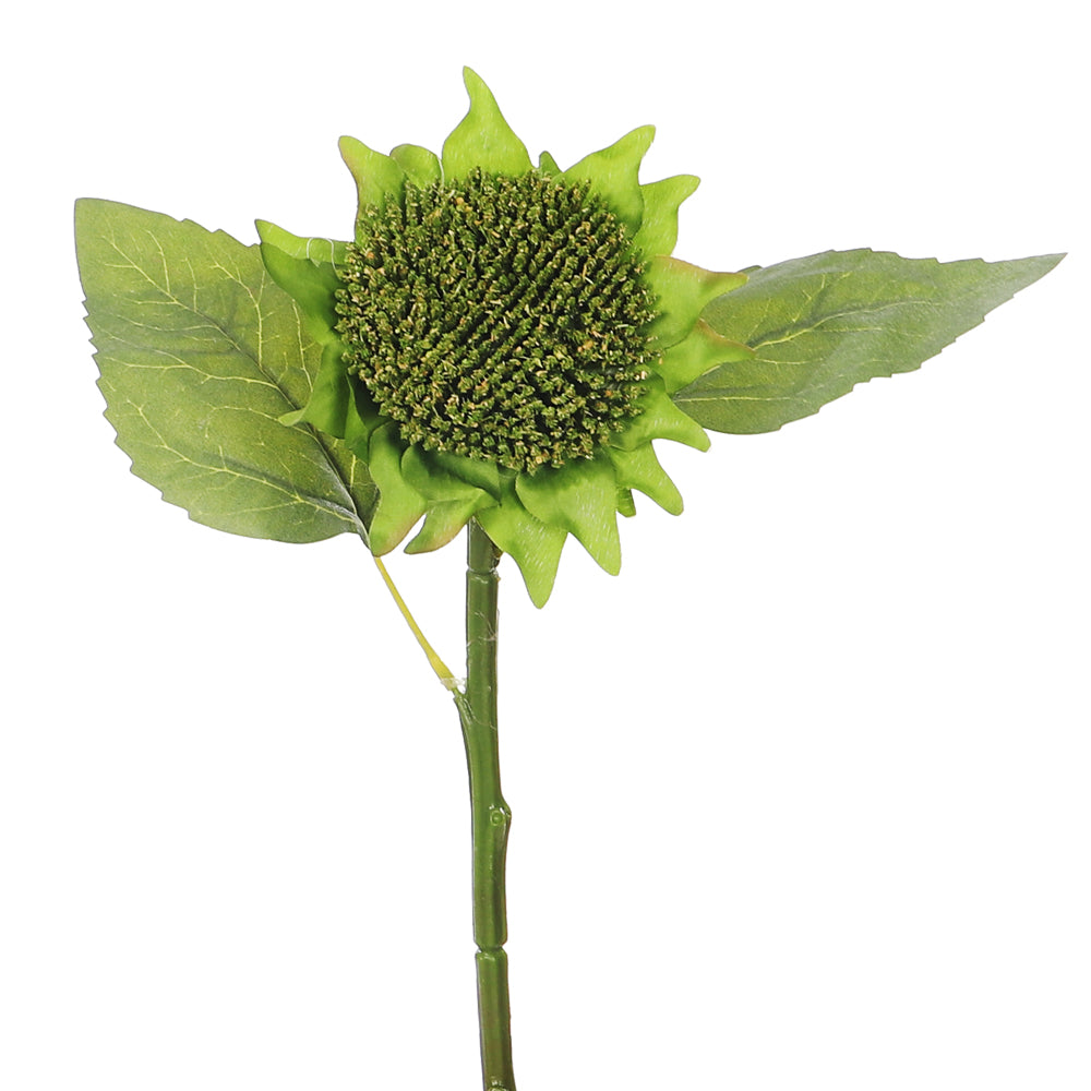 ساق عباد الشمس البني (بدون مزهرية)