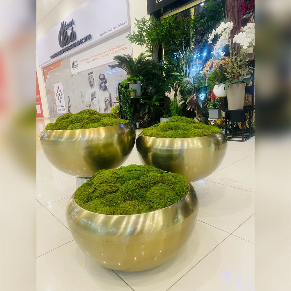 الهدوء الذهبي: خضرة داخلية عصرية للعرض فقط (غير معروض للبيع)