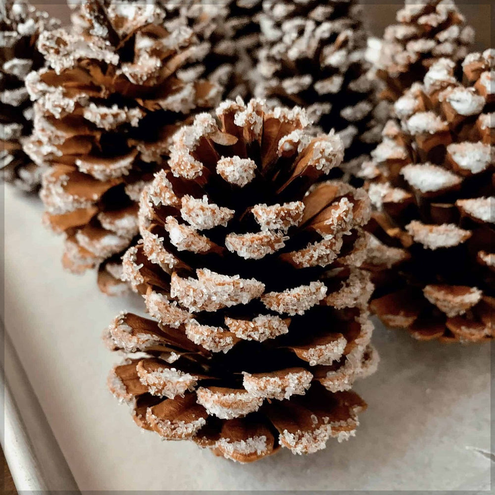 Snow-Dusted Pinecone