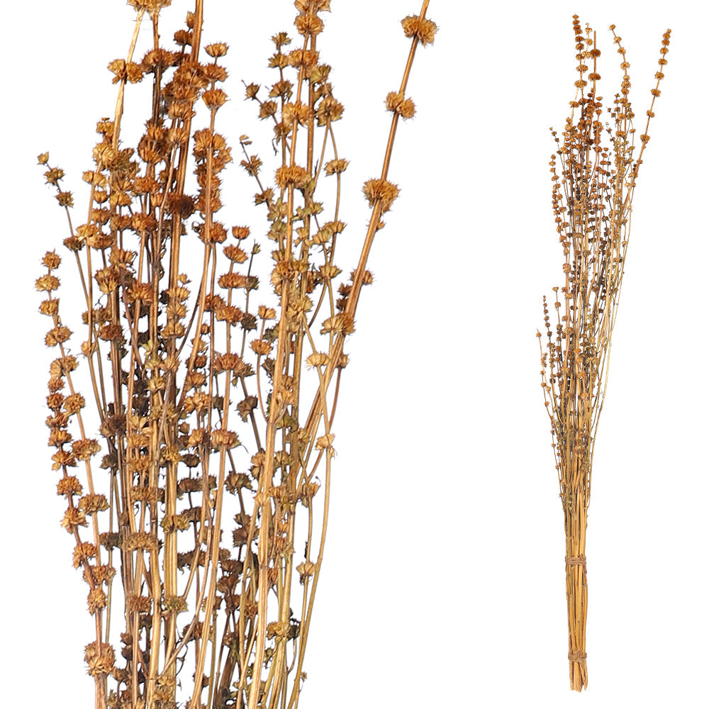 Natural Dried Wildflower Stem Bundle