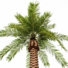 Large Artificial Phoenix Date Palm Tree