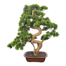 نبات بونساي محفوظ بوعاء طبيعي تقريبًا