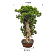 شجرة بونساي اصطناعية بوعاء