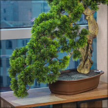 شجرة بونساي اصطناعية بوعاء