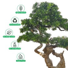 Artificial Podocarpus Bonsai Plant 130cm Tall