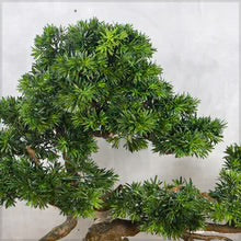 Artificial Podocarpus Bonsai Plant 130cm Tall