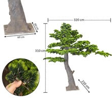 Layered Evergreen Bonsai Tree
