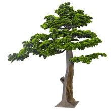 Layered Evergreen Bonsai Tree