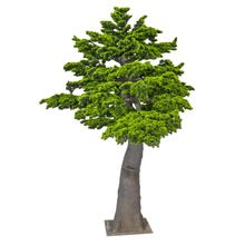 Layered Evergreen Bonsai Tree