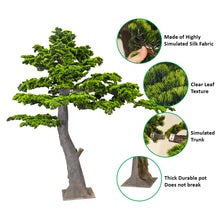Layered Evergreen Bonsai Tree