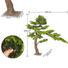 Windswept Evergreen Bonsai