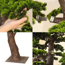 Windswept Evergreen Bonsai