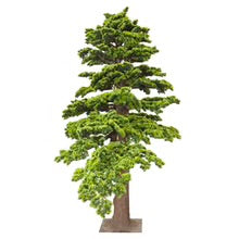 Windswept Evergreen Bonsai