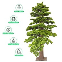 Windswept Evergreen Bonsai