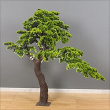 Sculpted Evergreen Bonsai Tree 1.4m Tall