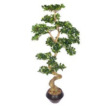 Ficus Microcarpa Bonsai Plant