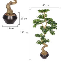 Ficus Microcarpa Bonsai Plant