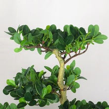 Ficus Microcarpa Bonsai Plant