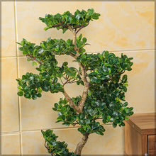 Ficus Microcarpa Bonsai Plant