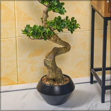 Ficus Microcarpa Bonsai Plant