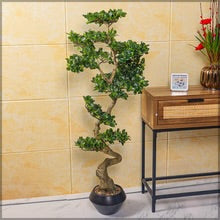 Ficus Microcarpa Bonsai Plant