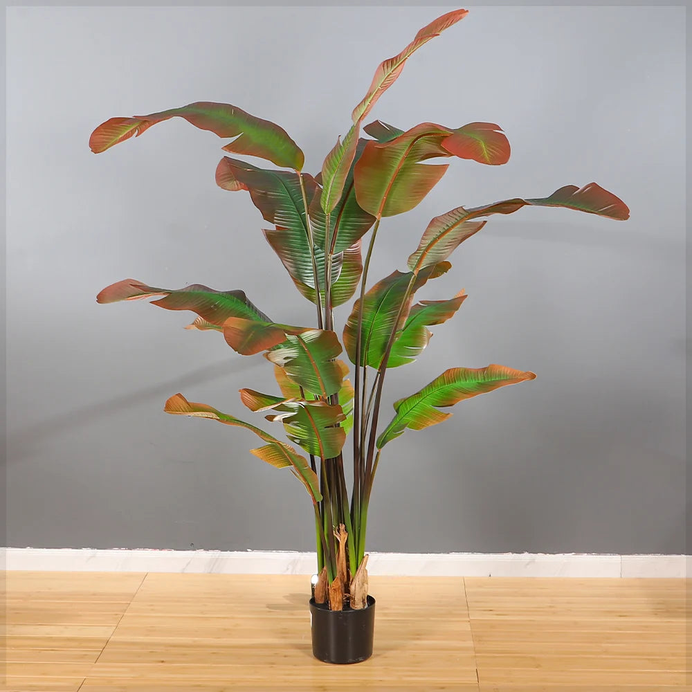 Tropical Banana Plant in Black Pot