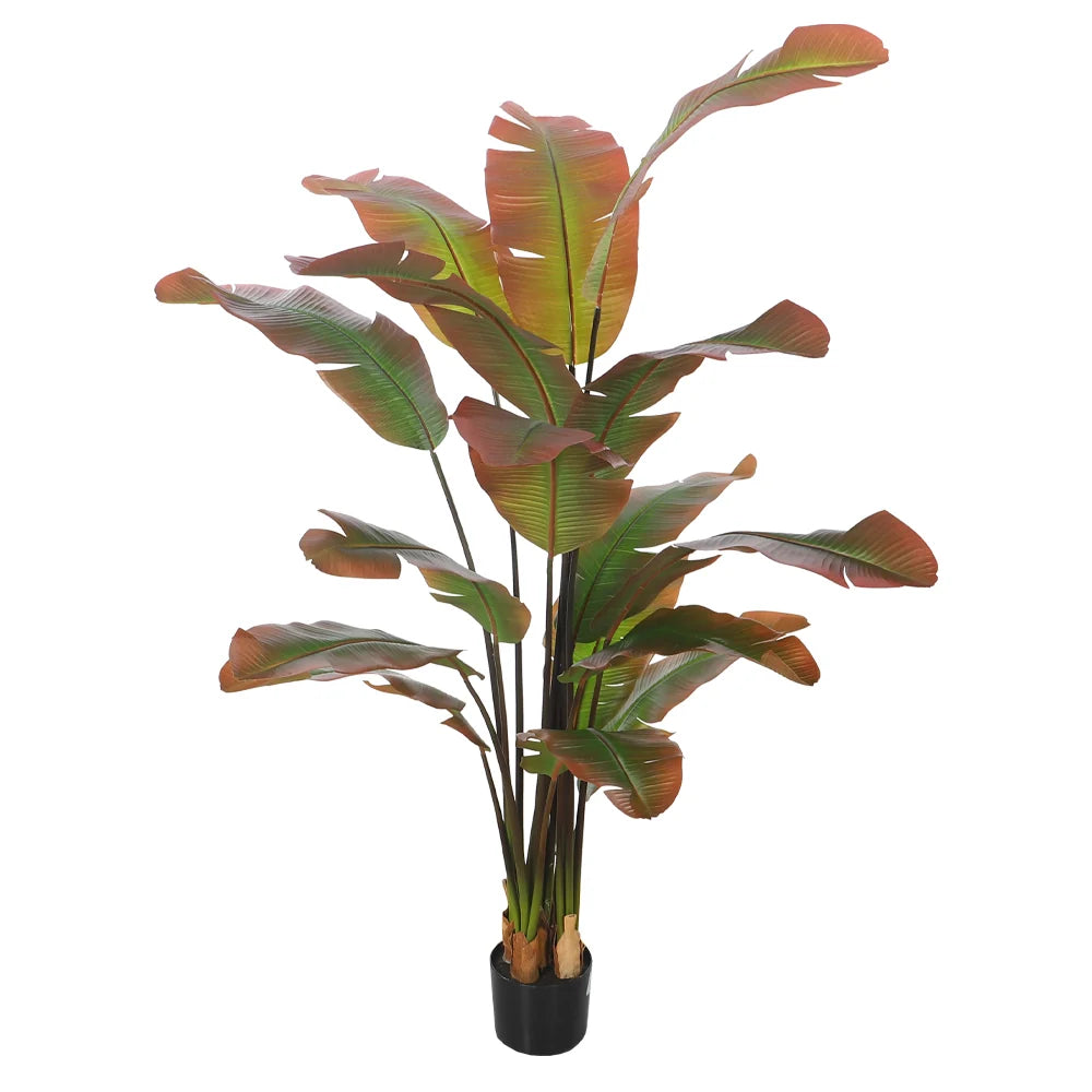 Tropical Banana Plant in Black Pot