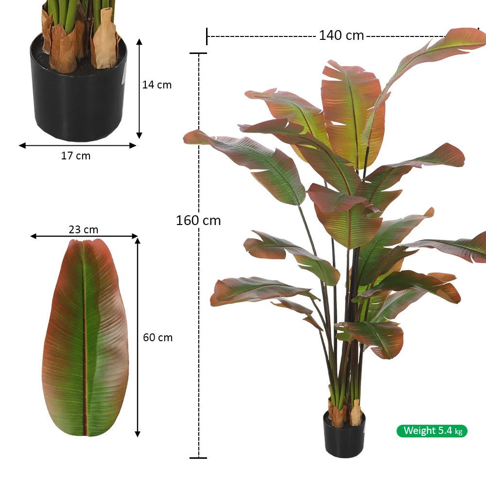 Tropical Banana Plant in Black Pot