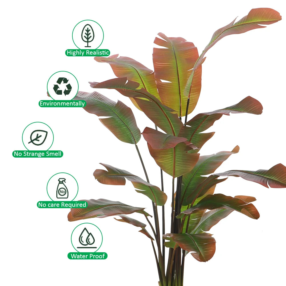 Tropical Banana Plant in Black Pot