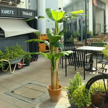 Artificial Banana Plant 2 Meter Tall(with black nursery pot